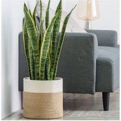 Generic Cotton Large Woven Storage Basket 11x11 Inch Pack of 1 (Beige White)